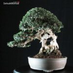 Olea Sylvestris - immagine 3