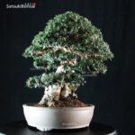 Olea Sylvestris - immagine 4