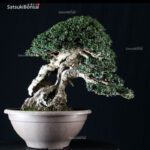 Olea Sylvestris - immagine 6