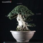 Olea Sylvestris - immagine 7