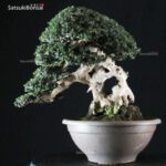 Olea Sylvestris - immagine 8