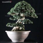 Olea Sylvestris - immagine 9