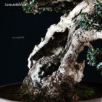 Olea Sylvestris - immagine 10