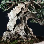 Olea Sylvestris - immagine 11