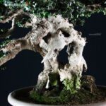 Olea Sylvestris - immagine 13