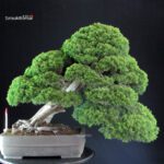 Juniperus Chinensis Itoigawa