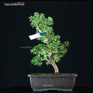 Filo di alluminio brunito FULL SET 9 diametri 500gr/cad - SatsukiBonsai