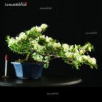 Azalea Satsuki Ryokka no Izumi VENDUTO