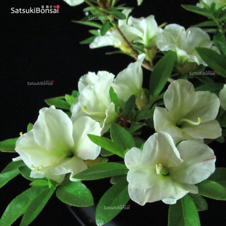 Azalea Satsuki Ryokka no Izumi VENDUTO SatsukiBonsai