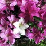 Talea di azalea Satsuki SHISEN