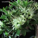 Azalea Satsuki SENBAZURU - immagine 2