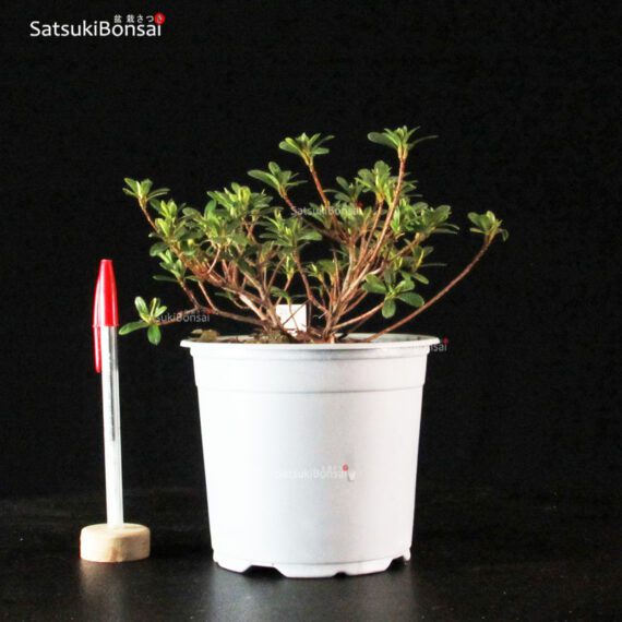 Talea di azalea Satsuki MATSU KAGAMI - immagine 2