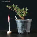 Talea di azalea Satsuki MIWA NO MAI - immagine 2