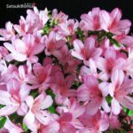 Azalea Satsuki BENIKAGE - immagine 2