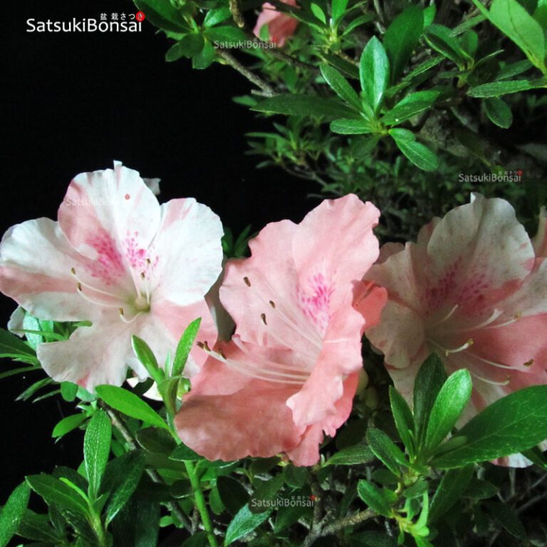 Azalea Satsuki Var. TOKIEBISU SatsukiBonsai