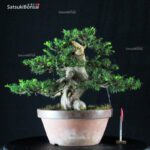 Taxus Cuspidata - Tasso VENDUTO