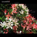 Azalea Satsuki KEGON VENDUTO - immagine 2