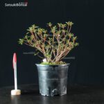 Talea di azalea Satsuki EIKAN - immagine 2