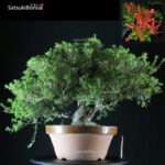 Azalea Satsuki KINSAI VENDUTO