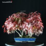 Acero Palmato Yamamomiji - immagine 5