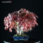 Acero Palmato Yamamomiji - immagine 6