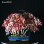 Acero Palmato Yamamomiji - immagine 7