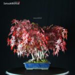 Acero Palmato Yamamomiji - immagine 8