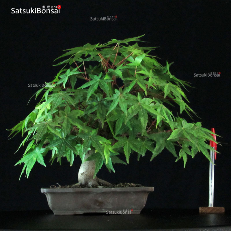 Acero Palmato spp. - SatsukiBonsai