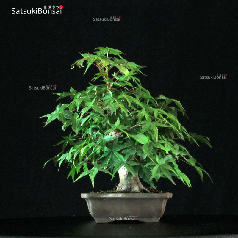 Acero Palmato spp. - SatsukiBonsai