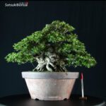 Azalea Satsuki Var. NIKKO