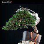 Ginepro Sabina - Juniperus Sabina