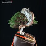 Ginepro Sabina - Juniperus Sabina - immagine 2