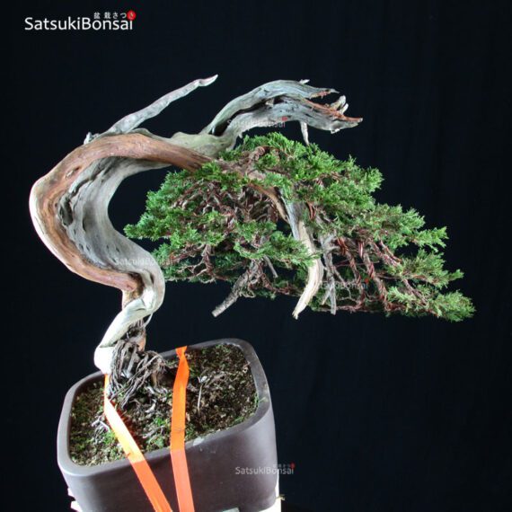 Ginepro Sabina - Juniperus Sabina - immagine 3