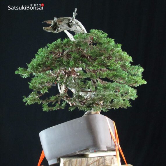 Ginepro Sabina - Juniperus Sabina - immagine 4