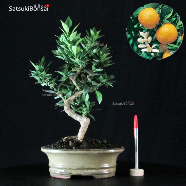 3327_1-Citrus-Myrtifolia-chinotto - SatsukiBonsai