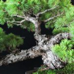 Pinus Pentaphylla - Goyomatsu - immagine 5
