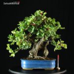 Ceratonia siliqua - Carrubo VENDUTO