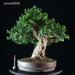 Myrtus communis - Mirto VENDUTO