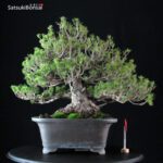 Pinus Pentaphylla Zuisho Goyomatsu