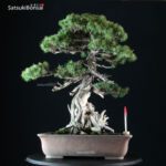 Juniperus Rigida - Tosho VENDUTO
