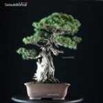 Juniperus Rigida - Tosho VENDUTO - immagine 2