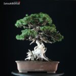 Juniperus Rigida - Tosho VENDUTO - immagine 3