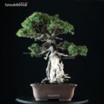 Juniperus Rigida - Tosho VENDUTO - immagine 4