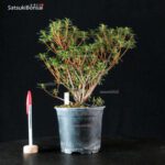 Talea di azalea Satsuki OSAKASUKI - immagine 2