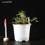 Talea di azalea Satsuki SHISEN - immagine 2