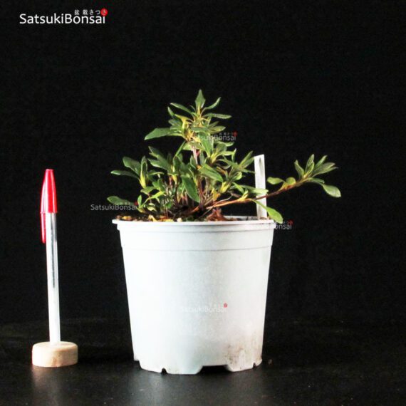 Talea di azalea Satsuki SHISEN - immagine 2