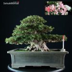 Azalea Satsuki Var. ShinNikko VENDUTO - immagine 7