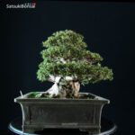 Azalea Satsuki Var. ShinNikko VENDUTO - immagine 11