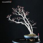 Acero Palmato Yamamomiji VENDUTO