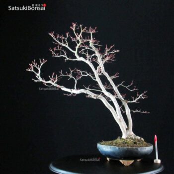 Acero Palmato Yamamomiji VENDUTO